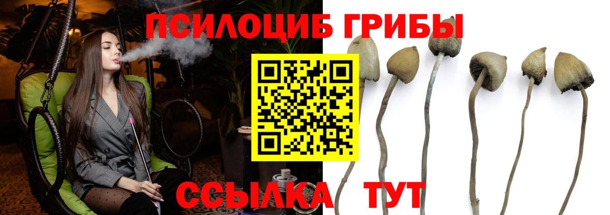 Галлюциногенные грибы Cubensis  как найти наркотики  Сланцы  Вход с VPN 